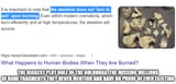 burnt bones