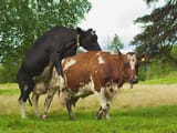 Cant_wait_for_the_bull