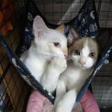 did you hear that anon gives out twice as much cat food