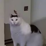 1751471342474339