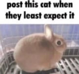 bun_cat