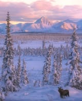 Magical Moose Meadows ~ The Remote Nelchina Valley, Alaska