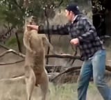 punch a kangaroo