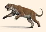 Meet-Thylacoleo-Australias-Extinct-Predator-With-The-Bite-Of-A-Big-Cat-1