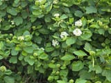 IMG_20250707_052752_517