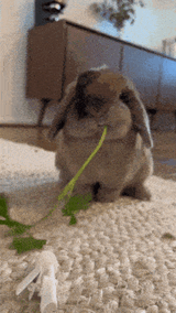 BUNMUNCH