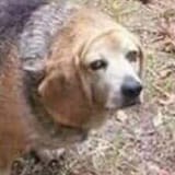immunitydog
