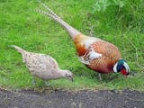 Male_and_female_pheasant