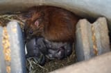 rat-with-babies