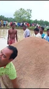 dead elephant gangrape