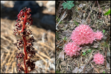 Sugarstick &amp; Gnome Plants 2