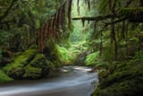 temprainforest