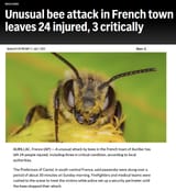 BEES