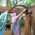 Indian Shower_thumb.jpg