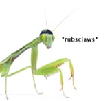 der ewige locust