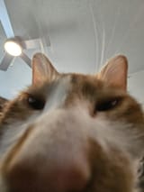 i-enjoy-taking-close-up-pics-of-my-cats-way-too-much-v0-mudh0o3q96ub1