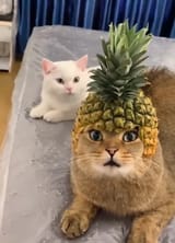 KingOfTheCats
