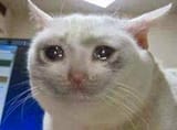 cat_cry