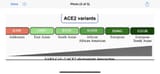 ACE2_Variants