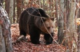 Bulgarian Brown Bear