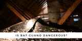 Get-Bats-Out-bat-guano-dangerous
