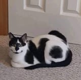nothecat