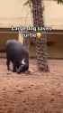 bull saves turtle_thumb.jpg