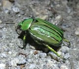 Jewel_Scarab_-_Chrysina_gloriosa_(7898749892)
