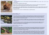 beaver-multiculturalism
