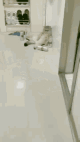 cat-drunk