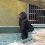 gorilla