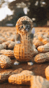 cat-peanut-dance