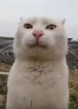 1751119091511075