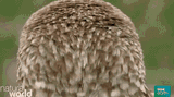 owl-head-turn