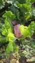 hohol_salad__thumb.jpg