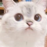 Thread 513208412 OP Image