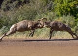 rams-head-butting-shutterstock_487481284