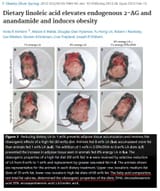 pufamice - Dietary linoleic acid elevates endogenous 2-AG and ananadamide and induces obesty - Seed Oils PUFA Mice Polyunsaturated Fat