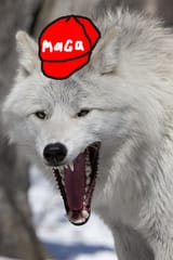 awoo pissed and realistic