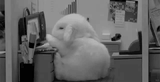 giphy (1)