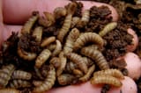 maggots078f