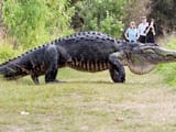 big_alligator