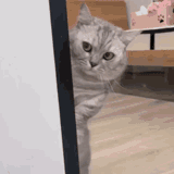 cat-shifty-eyes