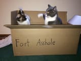 fort asshole