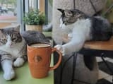 KOTCAFEMEOWMN