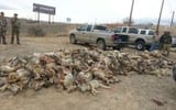coyote hunt