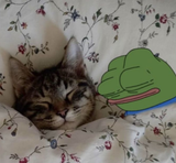 apu kot sleeping