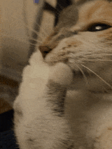 cat-snigger