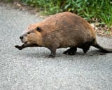 beaver-crossing-two-column