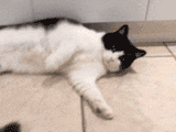 sly-pie-catnip3